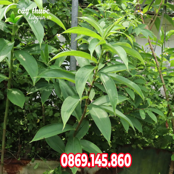 cây mía đỏ 2