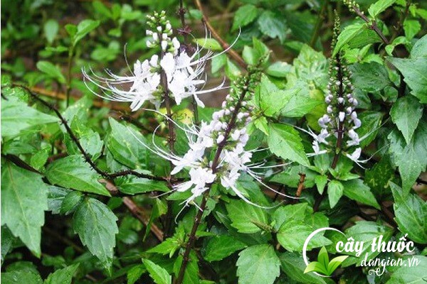 Cây râu mèo hay còn gọi là mao trao thảo, cây bông bạc là một dược liệu được sử dụng trong Đông y làm thuốc chữa bệnh.