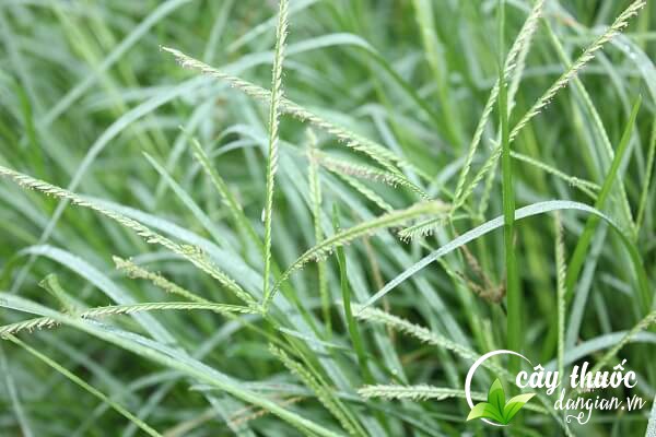 Cỏ mần trầu còn gọi là cỏ màn trầu, vườn trầu, ngưu cân thảo,... là 1 thảo dược tốt cho sức khỏe