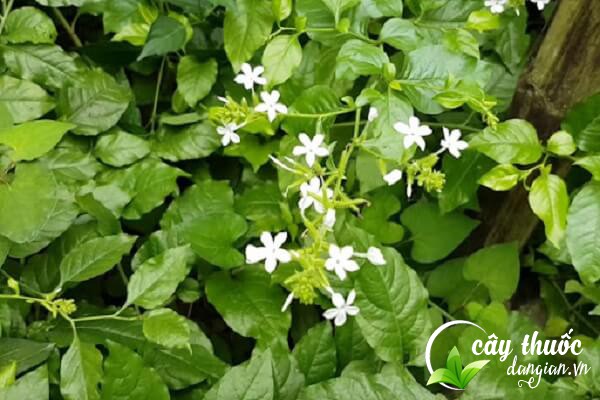 Bạch hoa xà đuôi công hay còn gọi là cây bạch hoa xà, cây đuôi công,... là một cây dược liệu được dùng nhiều trong Đông y.