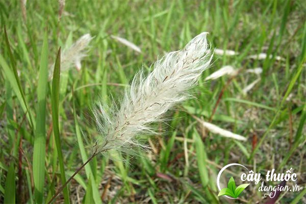 Bạch mao căn hay còn gọi là rễ cỏ tranh, Mão thảo căn, rễ tranh,... là một vị thuốc được sử dụng nhiều trong Đông y.