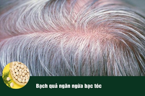 Bạch quả được sử dụng trong bài thuốc ngăn ngừa tóc bạc sớm.