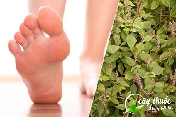 Bài thuốc trị bệnh gout từ cây cỏ xước được nhiều người bệnh áp dụng