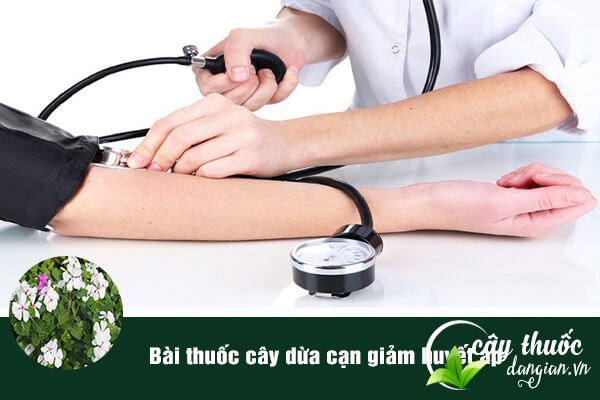Bông dừa cạn thường được sử dụng để làm bài thuốc giảm huyết áp.