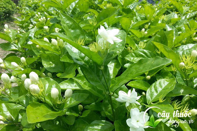 Nguyên liệu để sản xuất trà hoa nhài khô