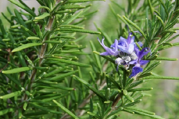Cây hương thảo là một loại cây dược liệu thường được dùng trong Đông y chữa bệnh.