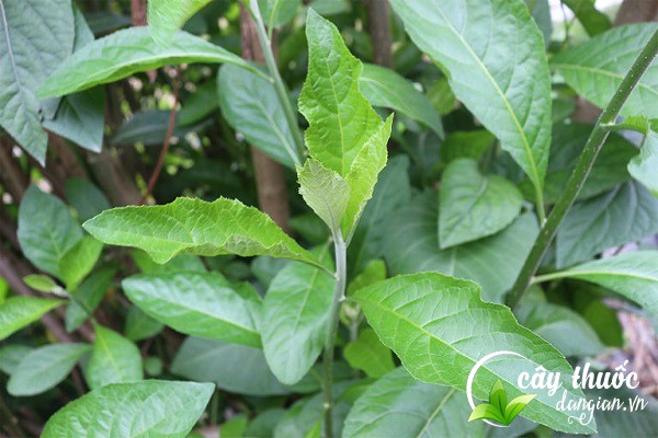 Cây mật gấu hay còn gọi là cây lá đắng là một thảo dược có nhiều công dụng tốt cho sức khỏe