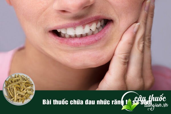 Sa sâm cũng thường được sử dụng trong các bài thuốc chữa đau nhức răng rất tốt.