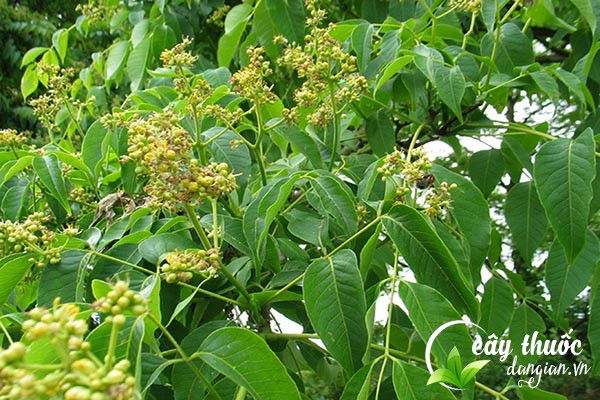 Hoàng bá là một thảo dược được sử dụng nhiều trong Đông y làm thuốc chữa bệnh