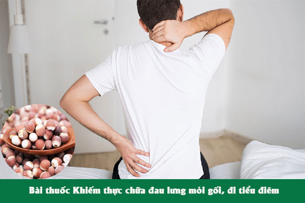 Khiếm thực được dùng nhiều trong bài thuốc chữa đau lưng mỏi gối, tiểu đêm nhiều