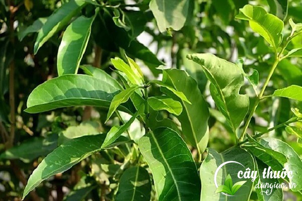 Lá vối là một loại lá được sử dụng để hãm trà và chữa bệnh