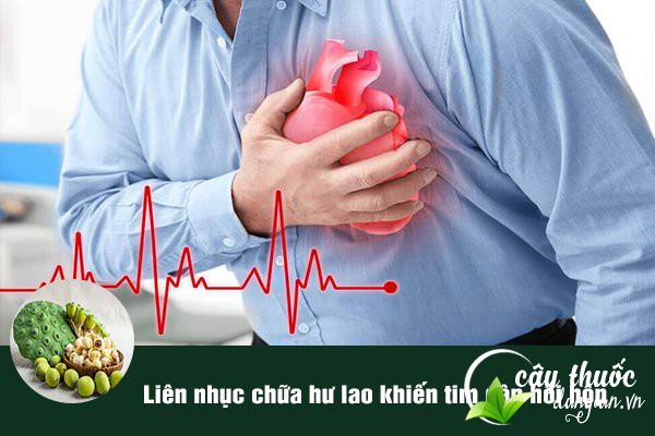 Liên nhục (Hạt sen) thường được sử dụng để làm bài thuốc chữa rối loạn nhịp tim.
