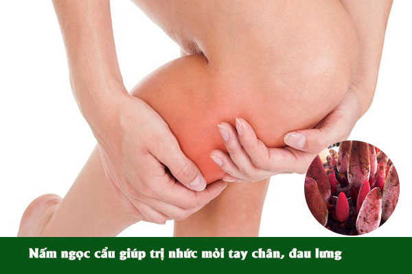 Nấm ngọc cầu thường được sử dụng để giúp giảm đau mỏi tay chân, đau lưng cho sản phụ