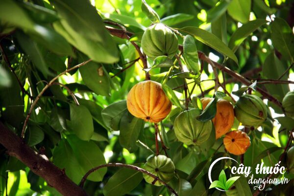 Quả tai chua có tên khoa học là Garcinia cowa là một loại quả dùng để làm dược liệu.