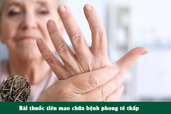 Tiên mao cũng được sử dụng nhiều trong các bài thuốc Đông y trị bệnh phong tê thấp ở người già.
