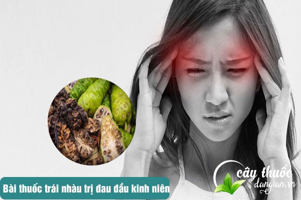 Bài thuốc trái nhàu chữa bệnh đau đầu kinh niên