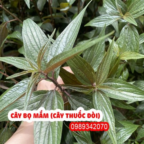  Cây thuốc dòi có tác dụng gì? Giá bao nhiêu? Mua ở đâu tốt nhất?