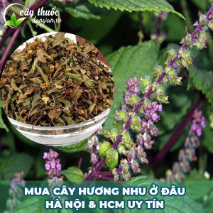 Địa chỉ mua cây Hương Nhu tại Hà Nội và HCM uy tín, giá tốt