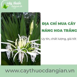 Mua bán sỉ lẻ cây Náng Hoa Trắng giá rẻ tại Hà Nội và Hồ Chí Minh