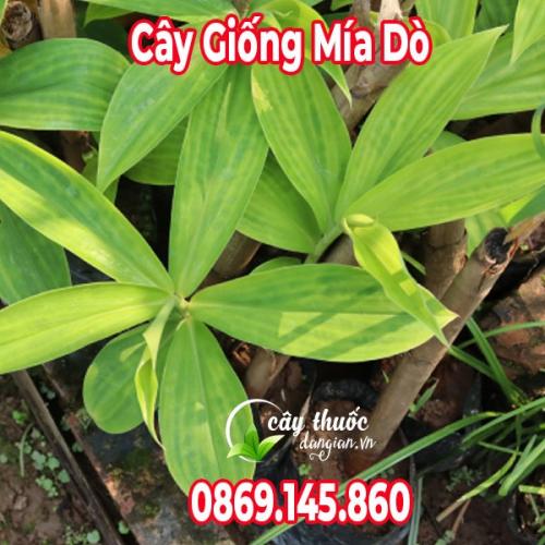  Cây Giống Mía Dò