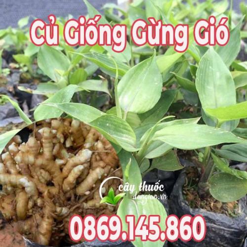  Củ Giống Gừng Gió