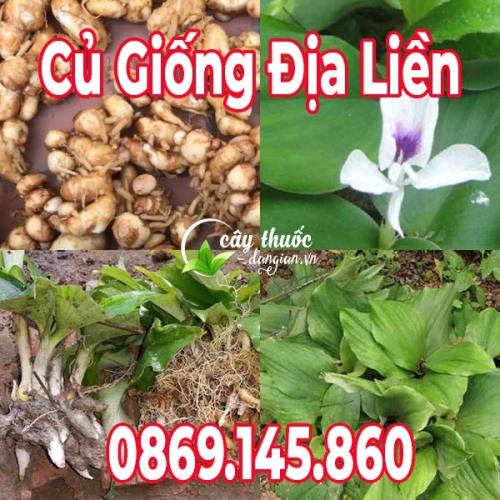  Củ Giống Địa Liền