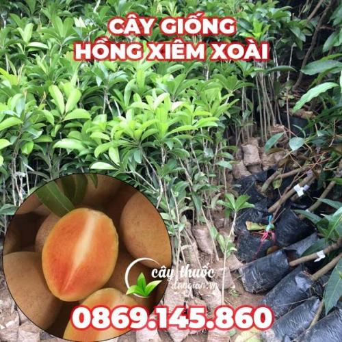  Bán cây giống Hồng Xiêm Xoài - LH 0869.145.860